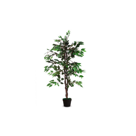 Pianta ornamentale FICUS H120cm